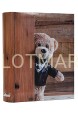 teddy boy r.jpg