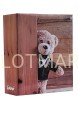46304 TEDDY BOY.jpg